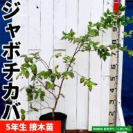 ジャボチカバ苗 接木苗 5年生 熱帯果樹苗
