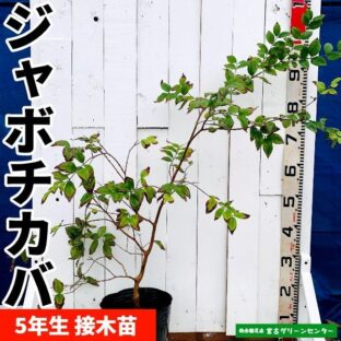 ストロベリーグアバ苗【赤実】実生苗 7年生 12cmポット 熱帯果樹苗