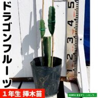 ドラゴンフルーツ苗 接木苗 1年生 熱帯果樹苗