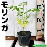 モリンガ苗 10.5cmポット 薬用植物