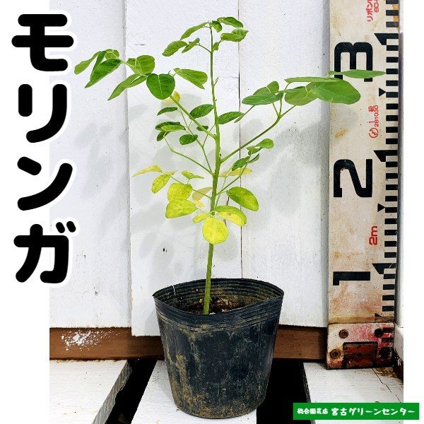 モリンガ苗 10.5cmポット 薬用植物 | 宮古グリーンセンター