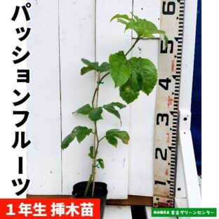 シナモン苗 13 5cmポット 観葉植物 宮古グリーンセンター