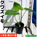 クワズイモ(出世芋)苗 21cmポット 観葉植物 | 宮古グリーンセンター