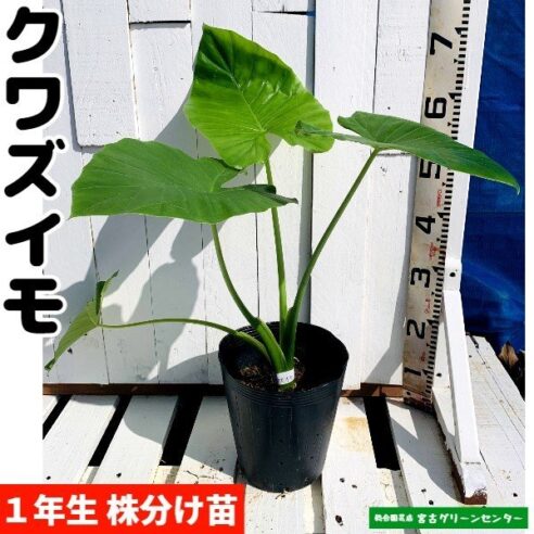 クワズイモ(出世芋)苗 21cmポット 観葉植物