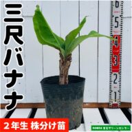 三尺バナナ苗 株分け苗 2年生 21cmポット 熱帯果樹苗