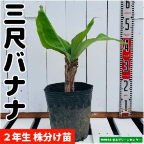 三尺バナナ苗 株分け苗 2年生 21cmポット 熱帯果樹苗