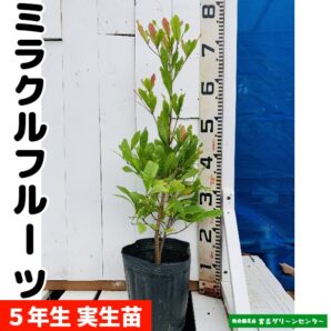 ミラクルフルーツ苗 実生苗 5年生 18cmポット 熱帯果樹苗