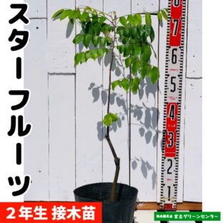 スターフルーツ苗 接木苗 2年生 18~24cmポット 熱帯果樹苗