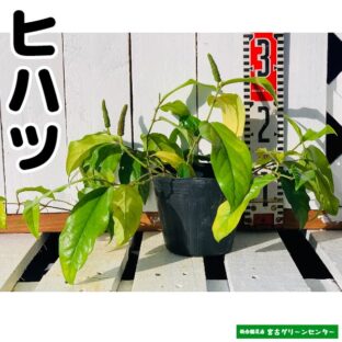 ヒハツ 13.5~15cmポット 観葉植物