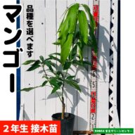 マンゴー苗 【キーツ】 接木苗 2年生 21cmポット 熱帯果樹苗