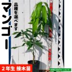 マンゴー苗 【玉文6号】 接木苗 2年生 21cmポット 熱帯果樹苗 | 宮古グリーンセンター