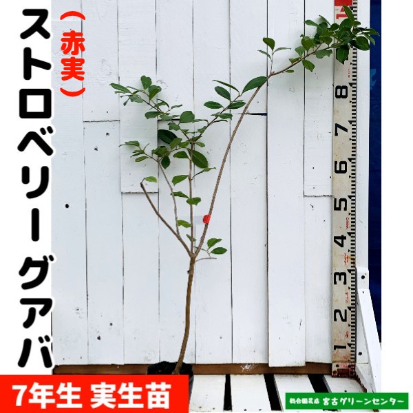 ストロベリーグアバ苗【赤実】実生苗 7年生 12cmポット 熱帯果樹苗