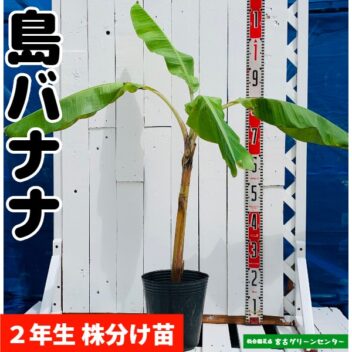 島バナナ苗 株分け苗 2年生 21cmポット 熱帯果樹苗