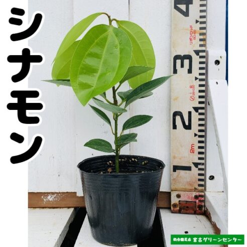 シナモン苗 13.5cmポット 観葉植物