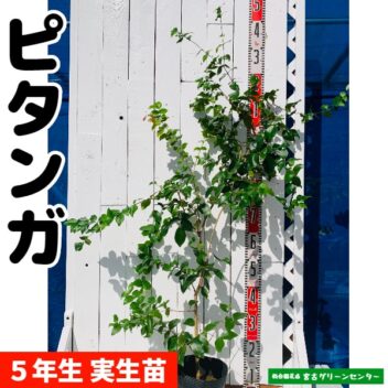ピタンガ苗 実生苗 5年生 18~21cmポット 熱帯果樹苗