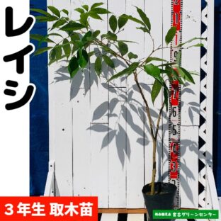 レイシ(ライチ)苗【玉荷包】取木苗 3年生 18~21cmポット 熱帯果樹苗