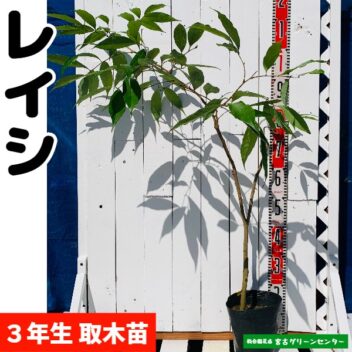 レイシ(ライチ)苗【玉荷包】取木苗 3年生 18~21cmポット 熱帯果樹苗