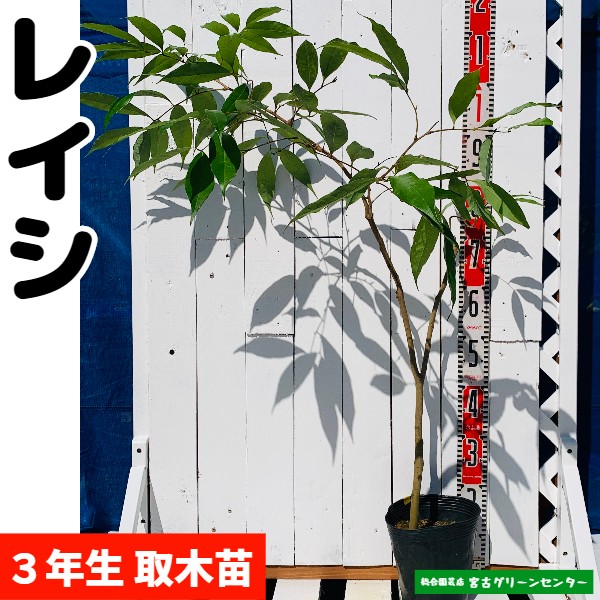 レイシ(ライチ)苗【玉荷包】取木苗 3年生 18~21cmポット 熱帯果樹苗 | 宮古グリーンセンター