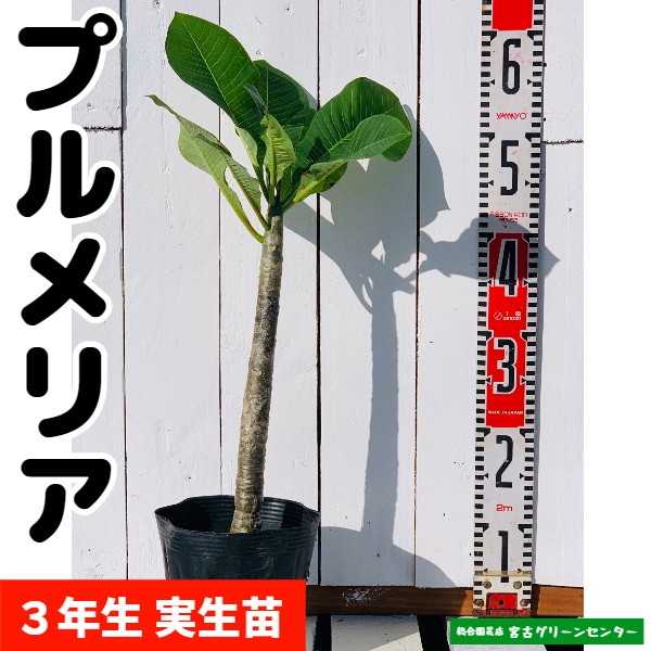 プルメリア 実生苗 12~15cmポット 熱帯花木 | 宮古グリーンセンター