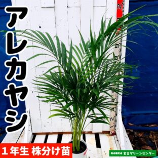 アレカヤシ苗 観葉植物