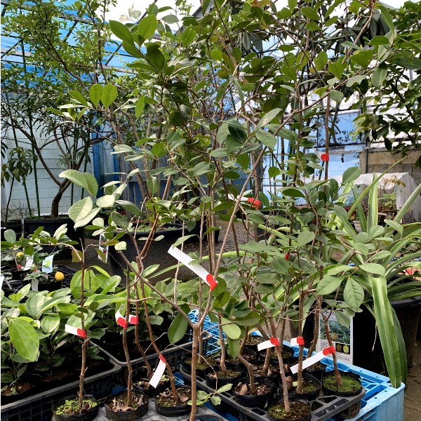 ストロベリーグアバ 実付き鉢植え - インテリア小物