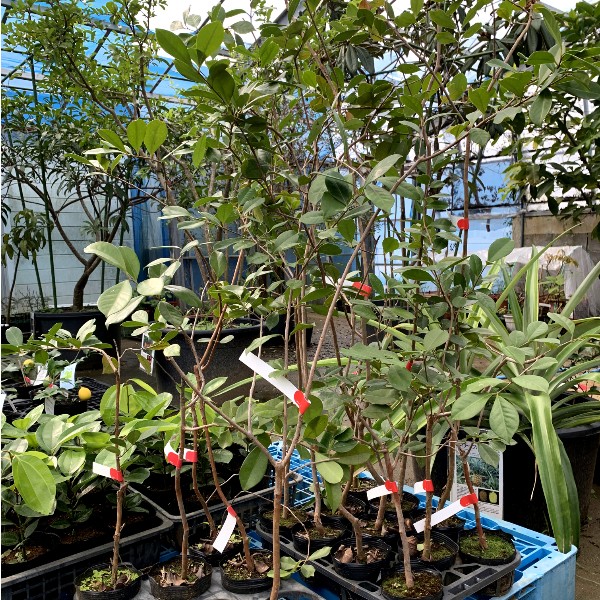 売れ筋アウトレット ストロベリー グァバ 果樹植物 苗 植物/観葉植物