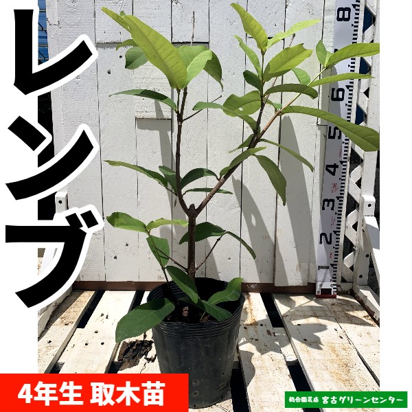 レンブ 取木苗 4年生 18cmポット 熱帯果樹苗 | 宮古グリーンセンター