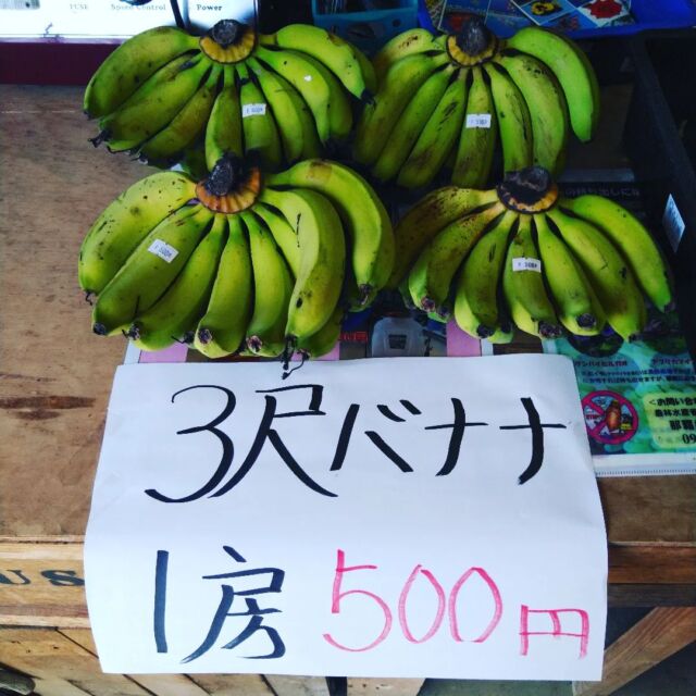 三尺バナナ苗 株分け苗 2年生 21cmポット 熱帯果樹苗 | 宮古グリーンセンター